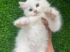 Persian Kittens