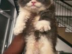 Persian kittens
