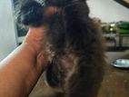 Persian kittens