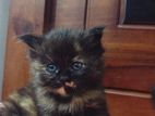 Persian Kittens