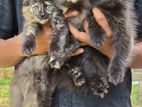 Persian Kittens