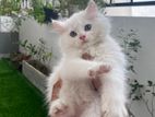 Persian Kittens