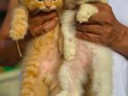 Persian Kittens