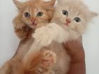 Persian Kittens