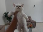 Persian Kittens