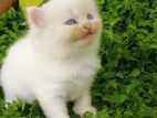Persian Kittens