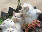 Persian kittens