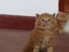 Persian Kittens