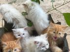 Persian Kittens