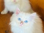 Persian Kittens