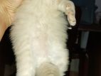 Persian Kittens