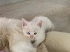 Persian Kittens