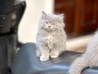 Persian Kittens
