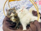 Persian Kittens