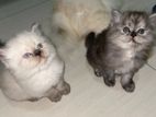 Persian Cats