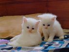 Persian kittens