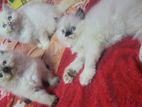 Persian Kittens