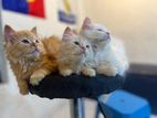 Persian Kittens