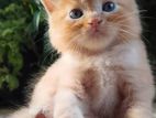 Persian Kittens
