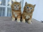 Persian Kittens
