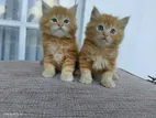 Persian Kittens