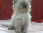 Persian Kittens