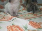 Persian Kittens