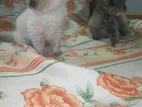Persian Kittens