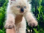 Persian Kittens