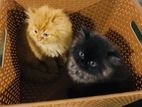 Persian Kittens