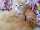 Persian Kittens