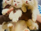 Persian Kittens