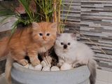 Persian Kittens