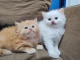 Persian Kittens