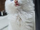 Persian Kittens