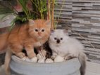 Persian Kittens