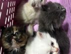 Persian Kittens