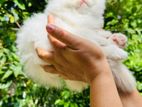 Persian Kitten