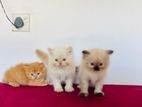 Persian Kittens