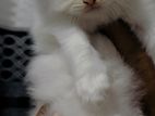 Persian Kittens