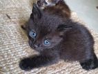 Persian Kitten