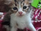 Persian Kittens