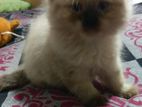 Persian Kittens