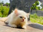 Persian Kittens