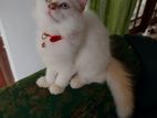Persian Kittens