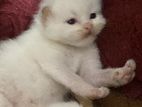 Persian Kittens