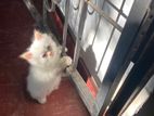 Persian Kittens