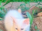 Persian Kittens