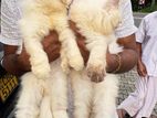 Persian Kittens