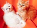 Persian Kittens